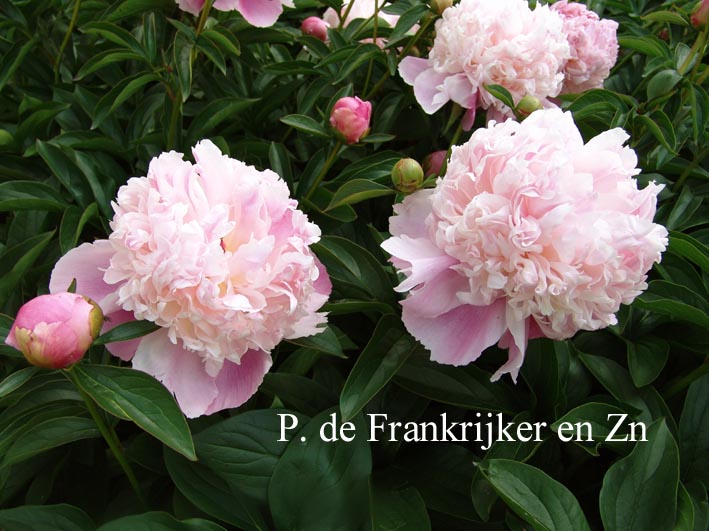 Paeonia 'Lady Anna'
