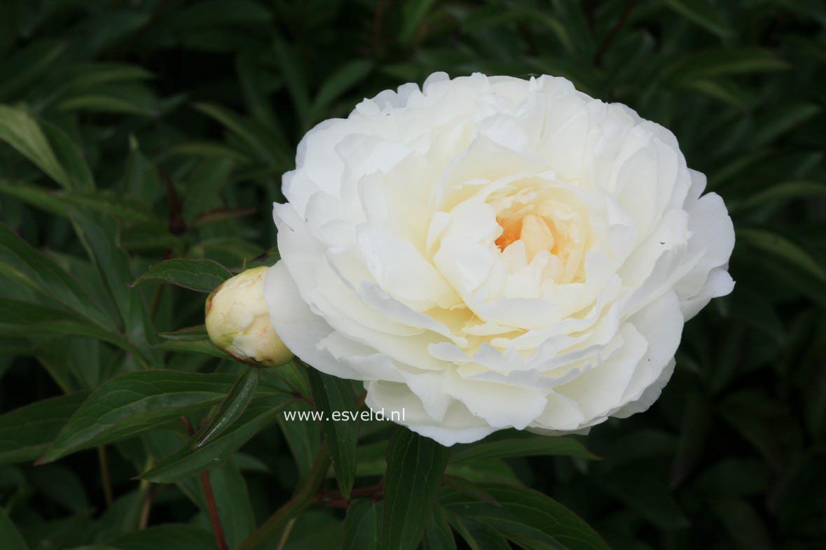 Paeonia 'Lady Leonora Bramwell'