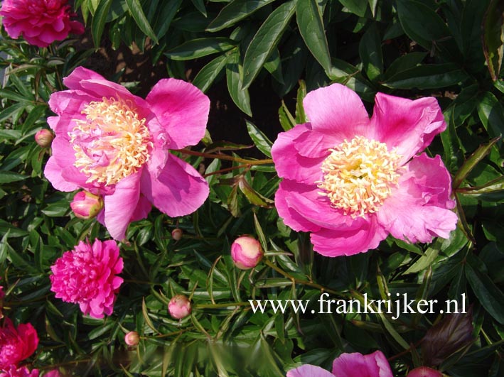 Paeonia 'Largo'