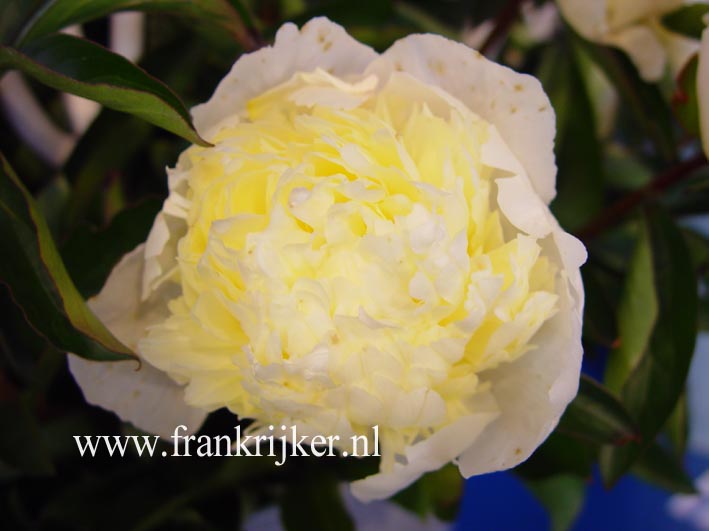 Paeonia 'Laura Dessert'