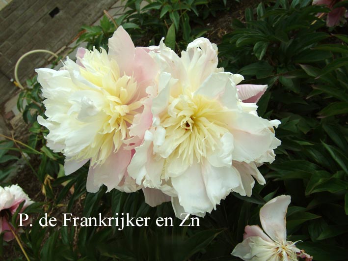 Paeonia 'Lilacina Superba'