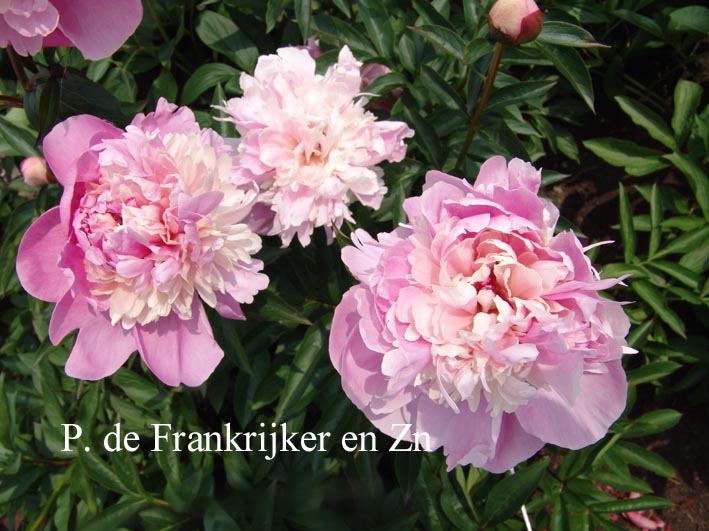 Paeonia 'Liukrecya'
