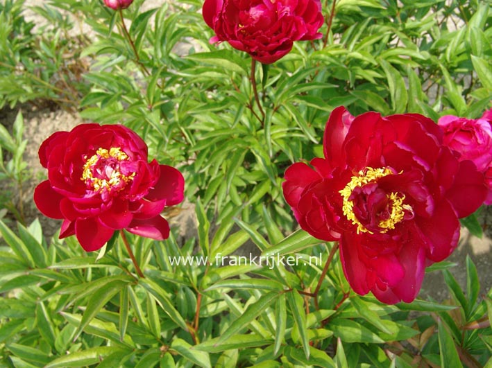 Paeonia 'Longfellow'