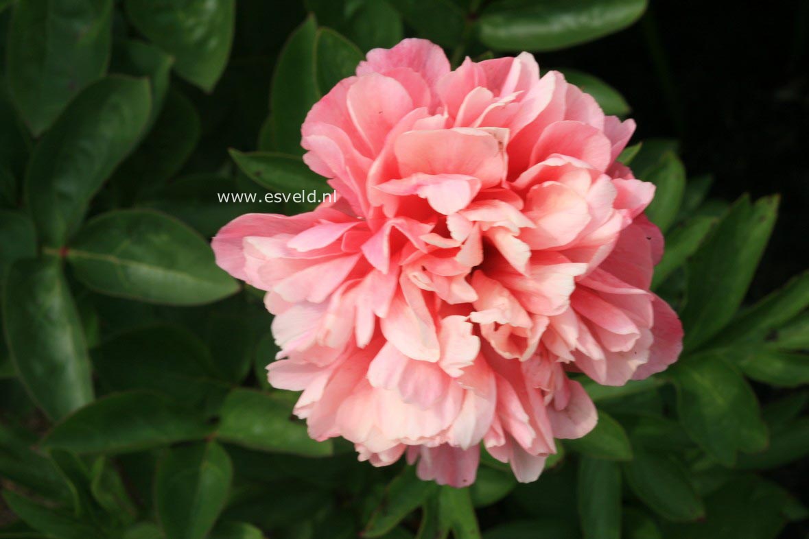 Paeonia 'Lorelei'