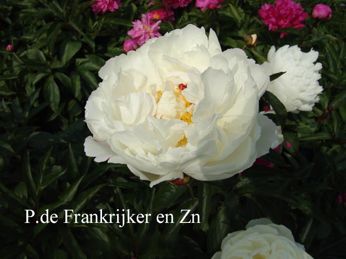 Paeonia 'Madame Edouard Doriat'