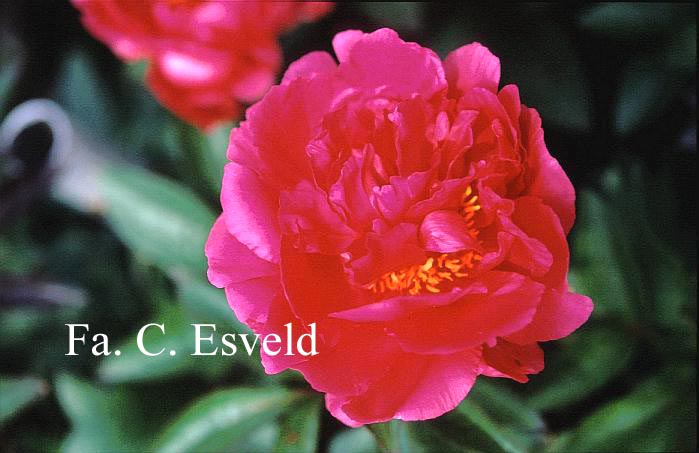 Paeonia 'Magenta Moon'