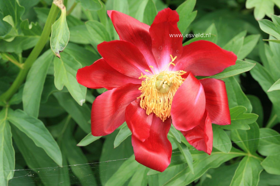 Paeonia 'Mahogany'