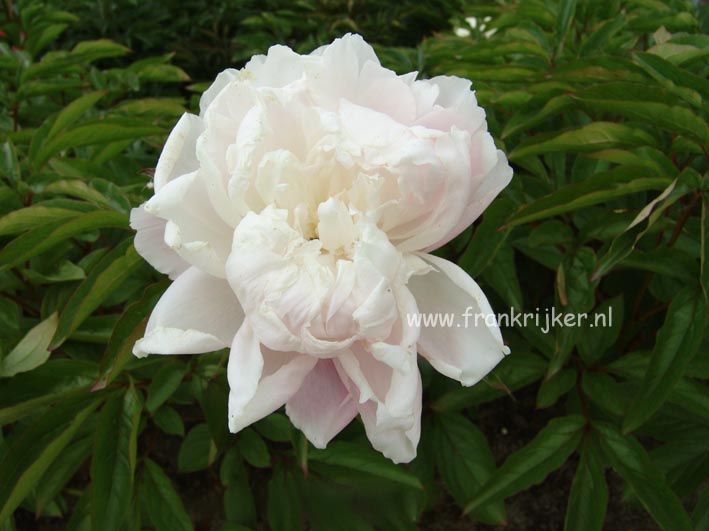 Paeonia 'Martha Bulloch' Paeonia 'Martha Bulloch'