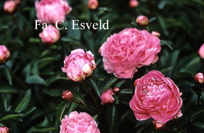 Paeonia 'Miss Eckhardt'