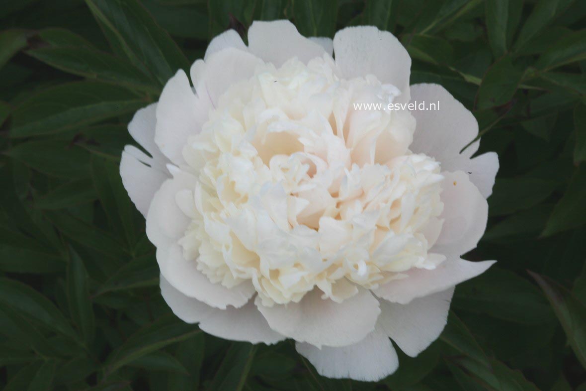 Paeonia 'Mme. Calot'