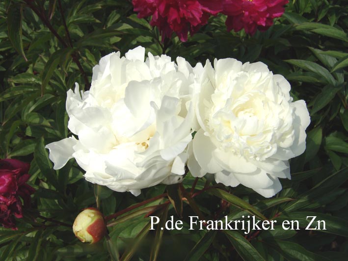 Paeonia 'Mme Claude Tain'