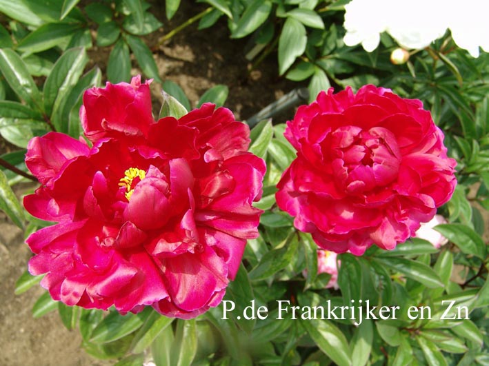 Paeonia 'Mme. Henri Fuchs'