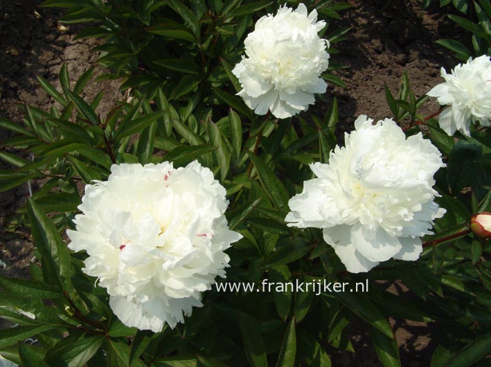 Paeonia 'Mme. de Verneville'