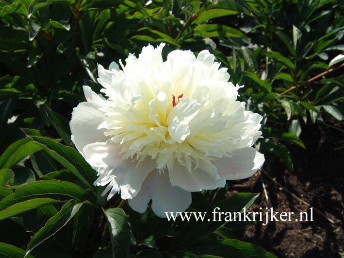 Paeonia 'Multiflora'