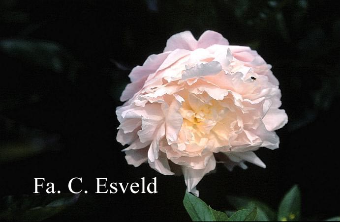 Paeonia 'Norma Volz'