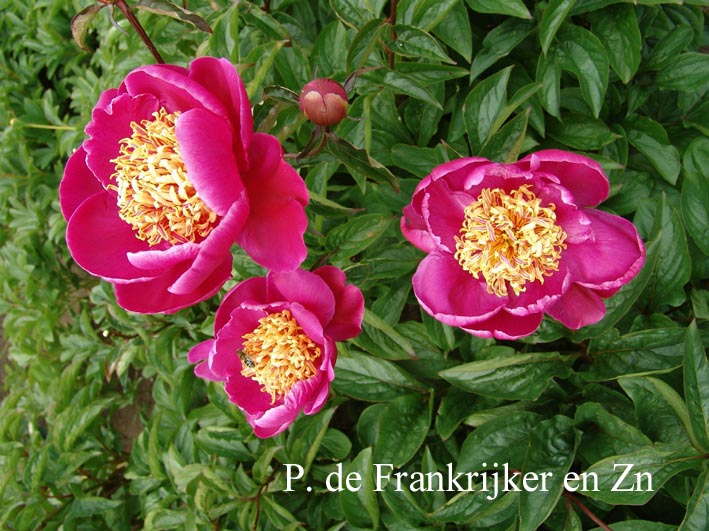 Paeonia 'O-sho-kun'