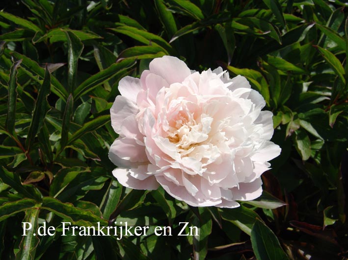 Paeonia 'Octavie Demay'