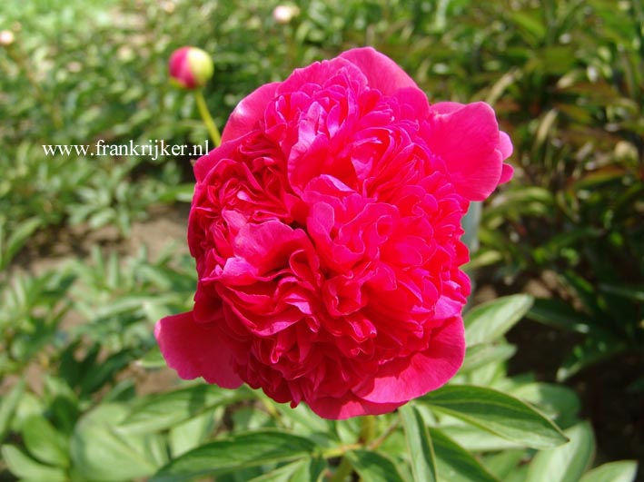 Paeonia 'Peachy Rose'