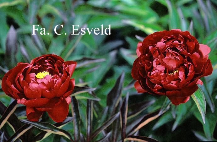 Paeonia 'Peter Brand'
