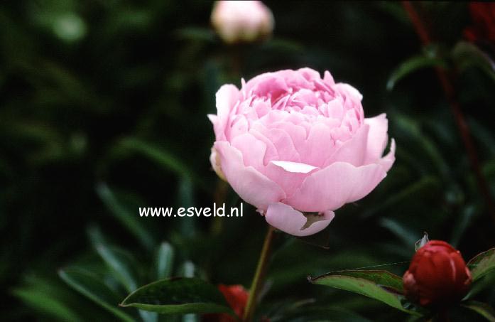 Paeonia 'Pillow Talk' Paeonia 'Pillow Talk'