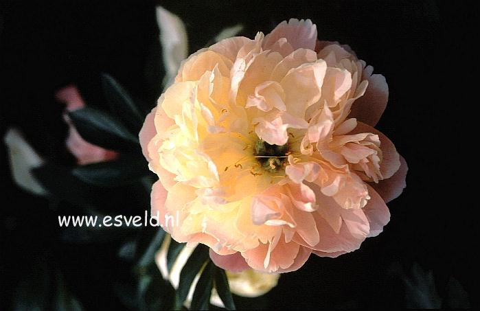 Paeonia 'Pink Hawaiian Coral'