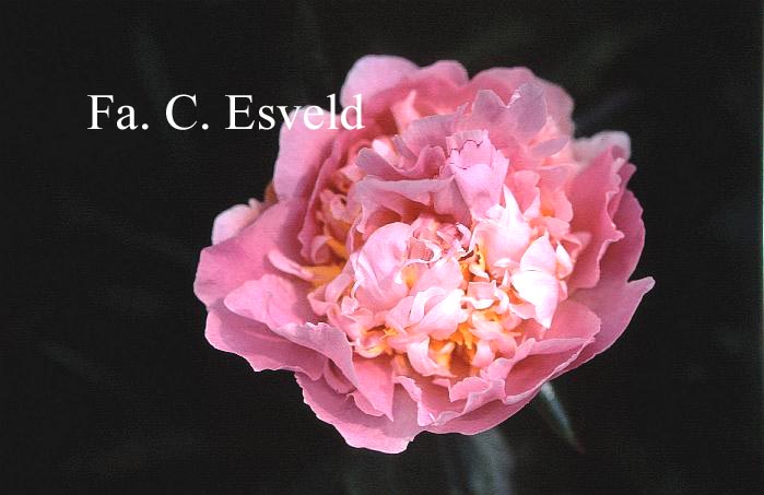 Paeonia 'Pink Parasol Surprise'
