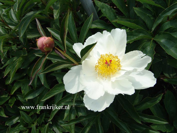 Paeonia 'Pink Rosea'