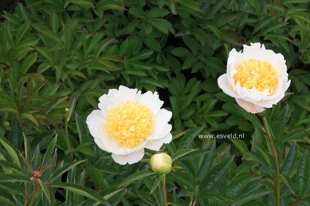 Paeonia 'Polar King'
