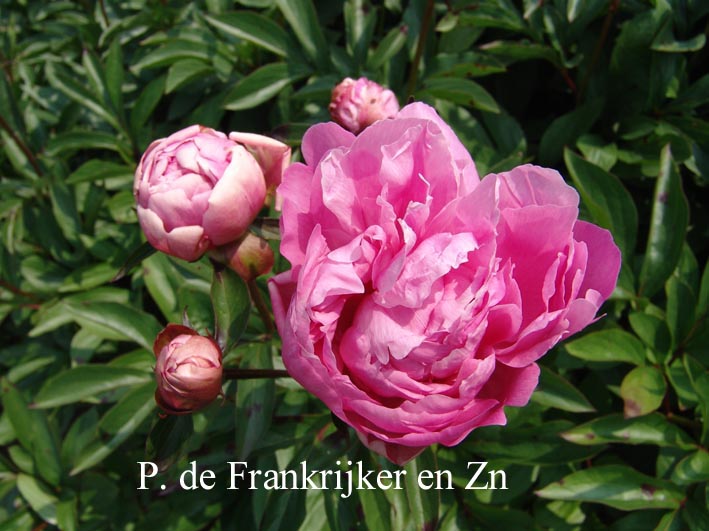 Paeonia 'Polkovnik Kajanec'