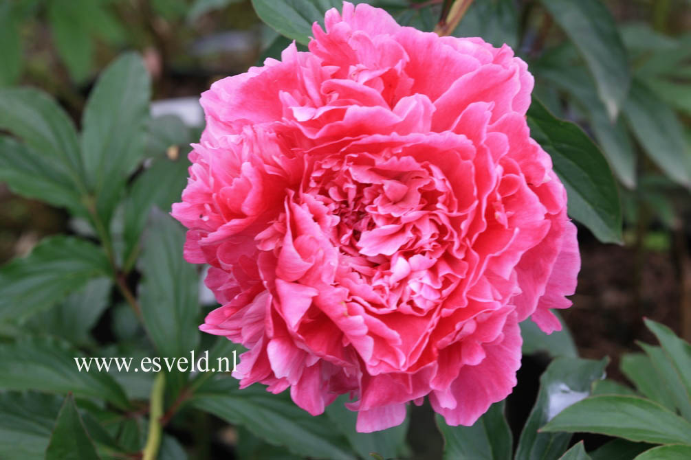 Paeonia 'Prinses Juliana'