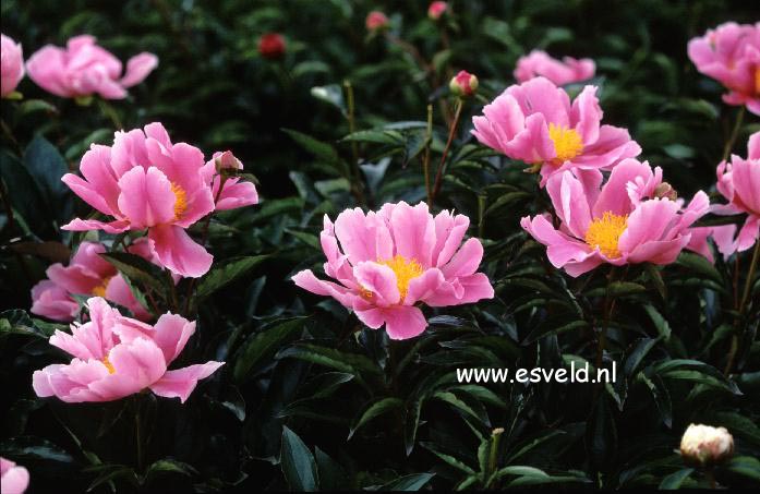 Paeonia 'Prof. Jean M. Duvernay'