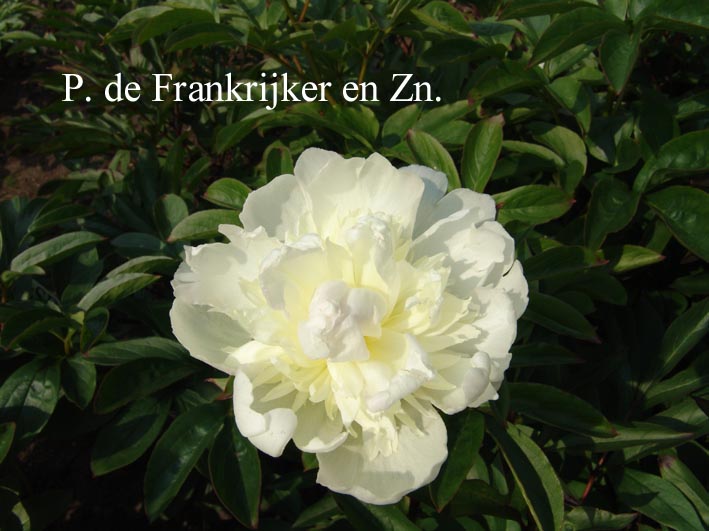 Paeonia 'Raoul Dessert'