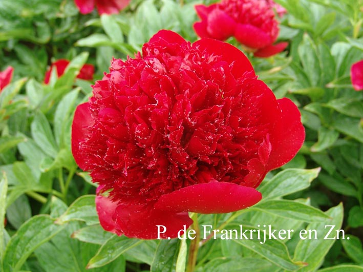 Paeonia 'Red Charm'