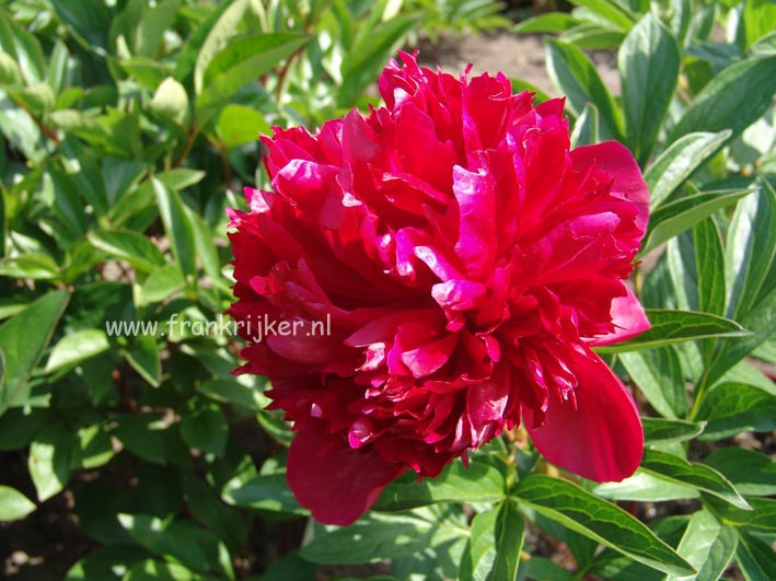 Paeonia 'Red Red Rose' Paeonia 'Red Red Rose'