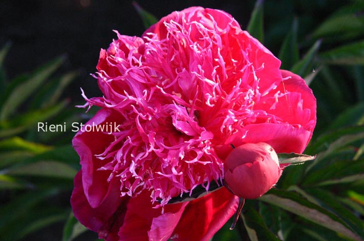 Paeonia 'Rigolote'