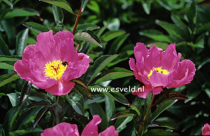 Paeonia 'Rivida'
