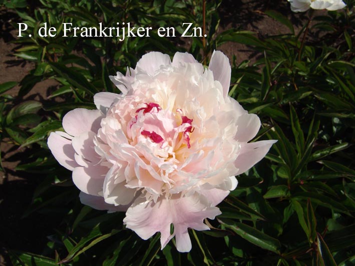 Paeonia 'Roem van Rijnsburg'