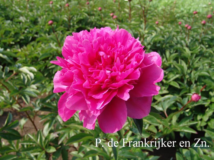 Paeonia 'Rose Unique'