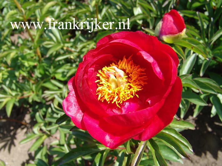 Paeonia 'Rubinschale'