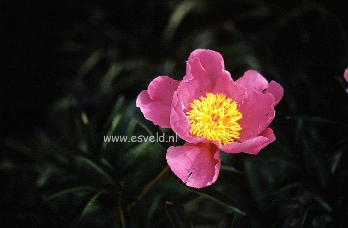 Paeonia 'Sea Shell' Paeonia 'Sea Shell'