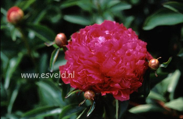 Paeonia 'Sebastiaan Maas'