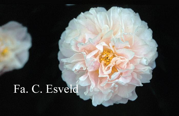 Paeonia 'Serene Pastel' Paeonia 'Serene Pastel'