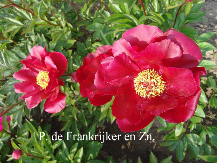 Paeonia 'Soshi'