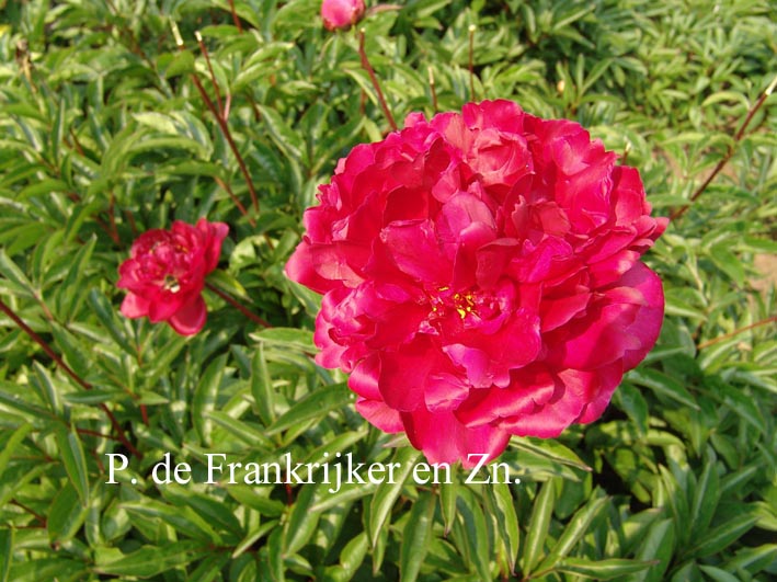 Paeonia 'Souvenir de A. Millet'