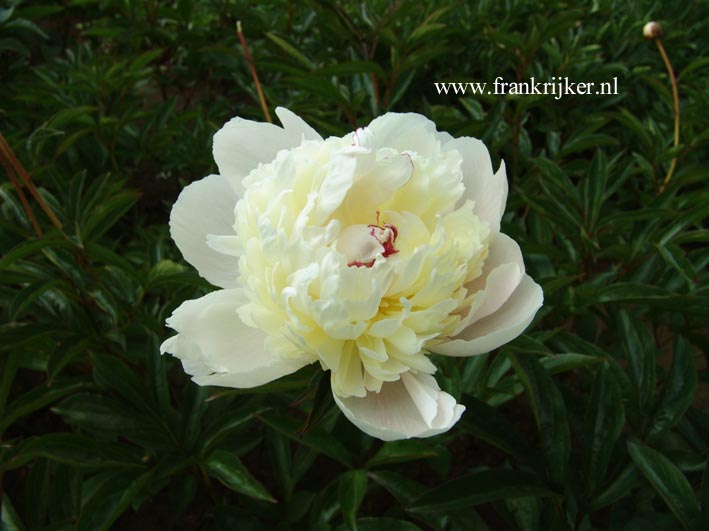 Paeonia 'Sylvia'