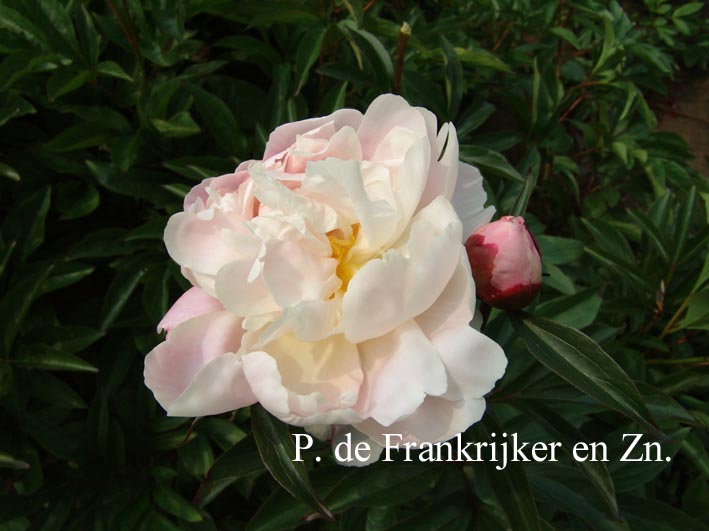 Paeonia 'Therese' Paeonia 'Therese'