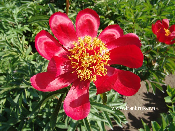 Paeonia 'Toon'