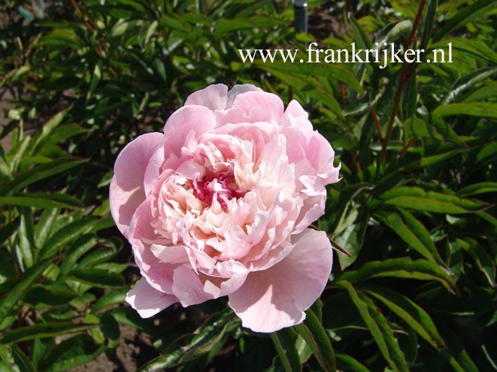 Paeonia 'Torpilleur'