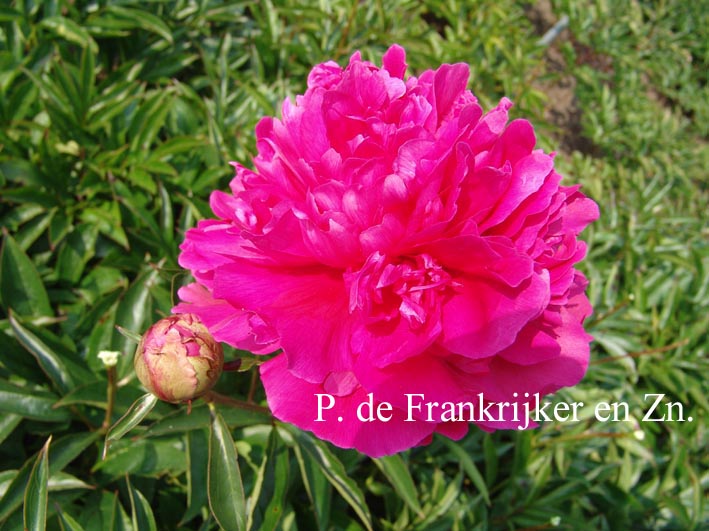 Paeonia 'Tourangelle'