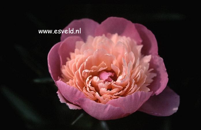 Paeonia 'Victoire Modeste'